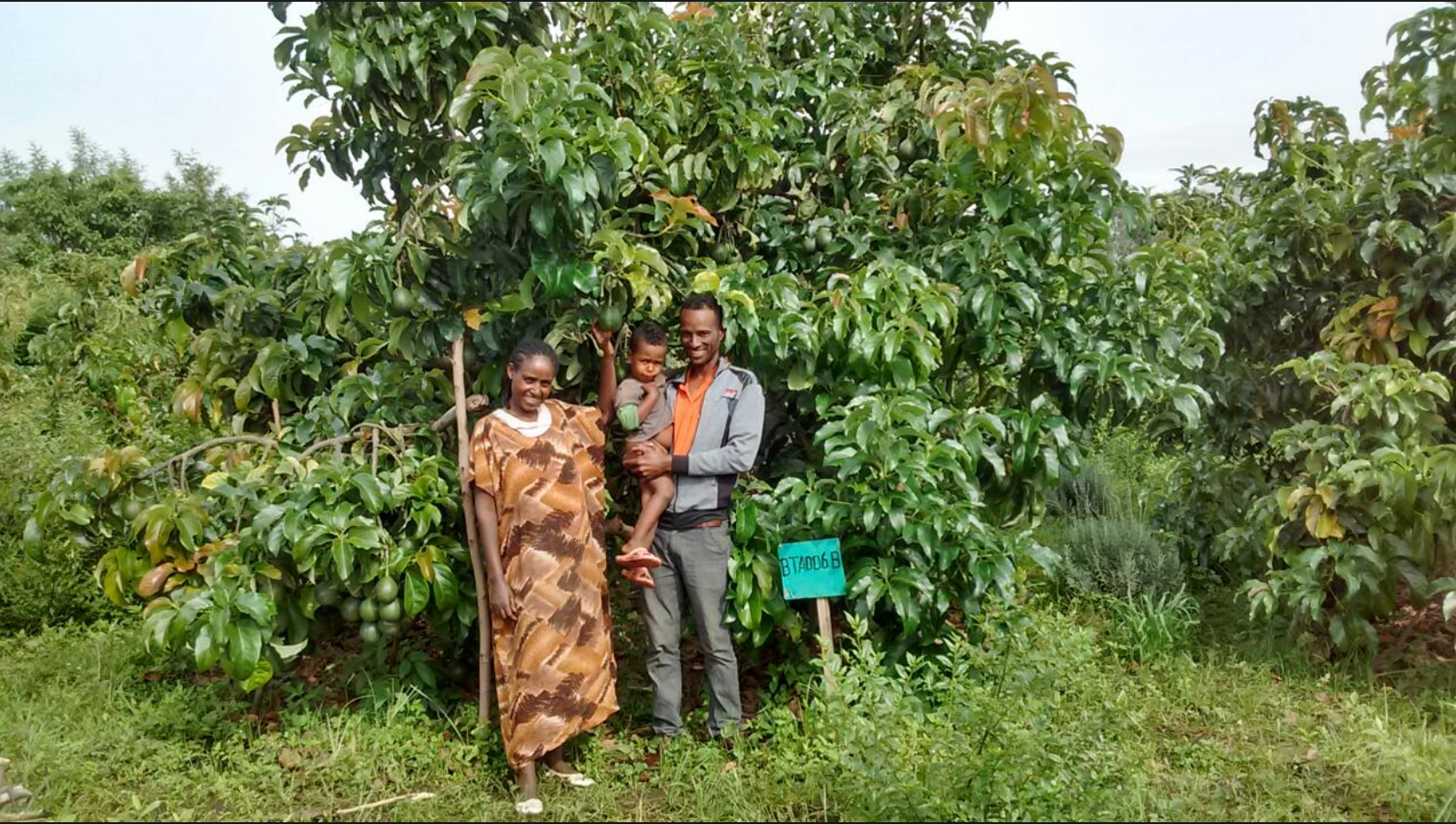Help Plant Fruit Trees
