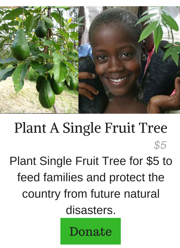 Plant A Single Fruit Tree