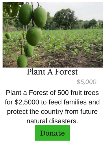 Plant A Forest of Fruit Trees